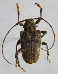 Lagocheirus binumeratus