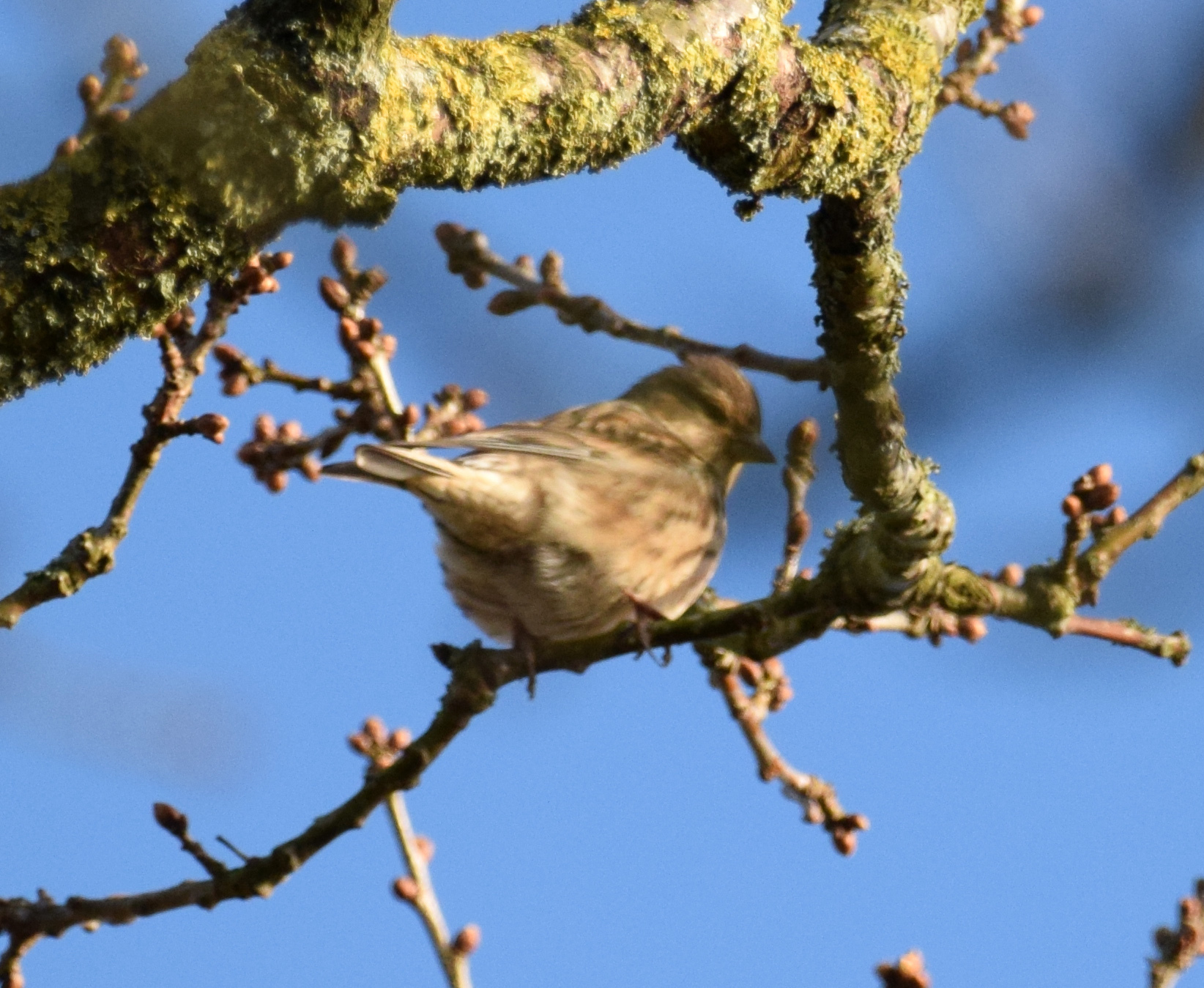 Common Linnet