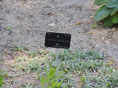 Pilosella castellana