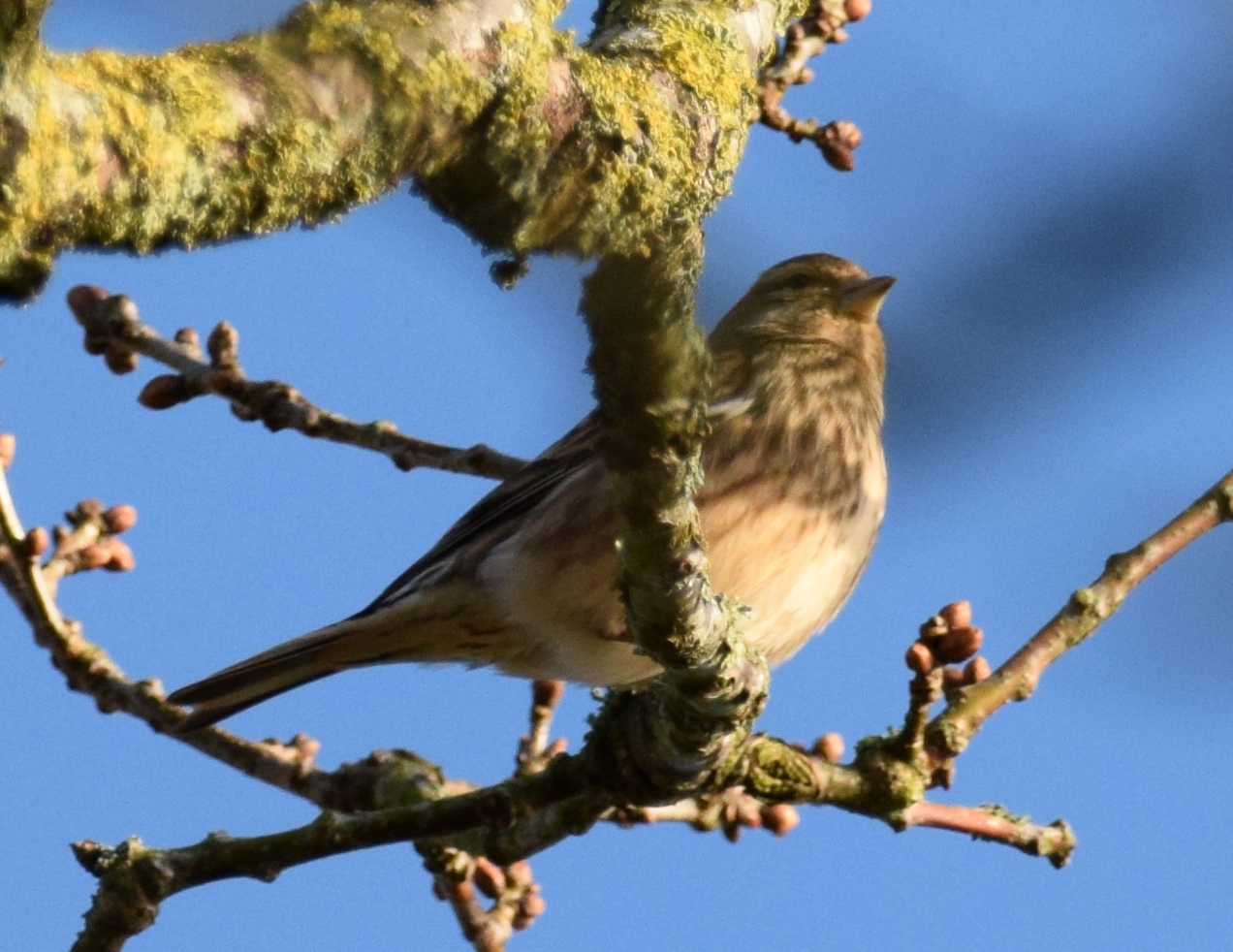 Common Linnet
