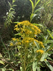 Senecio serratuloides