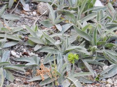 Pilosella castellana