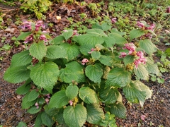 Lamium orvala