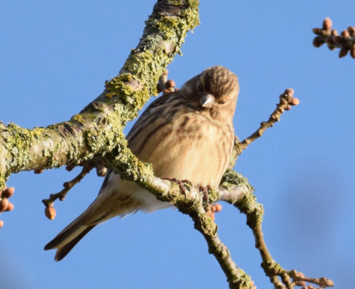 Common Linnet