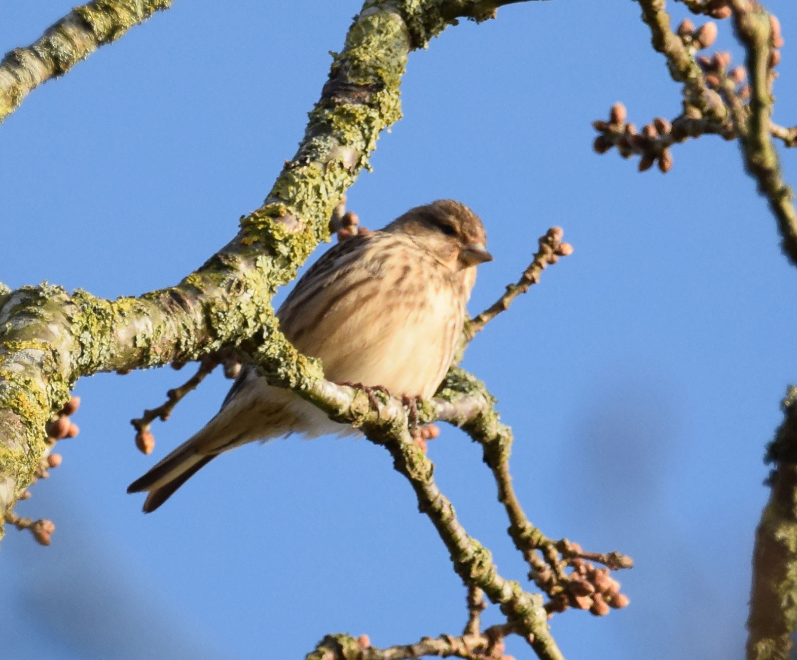 Common Linnet