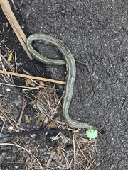 Thamnophis brachystoma