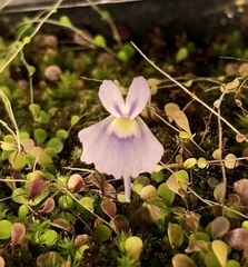 Utricularia sandersonii