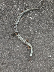 Thamnophis brachystoma