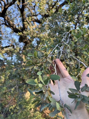Quercus oblongifolia observed 2026-08-18