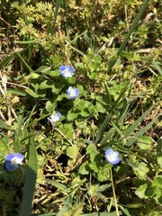 Veronica persica