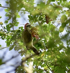 Xiphidiopicus percussus