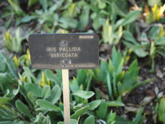 Iris pallida