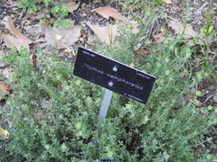 Thymus camphoratus