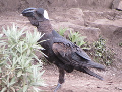 Corvus crassirostris