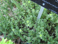 Thymus camphoratus