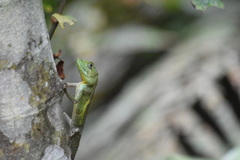Diploderma polygonatum polygonatum