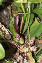 Arum elongatum