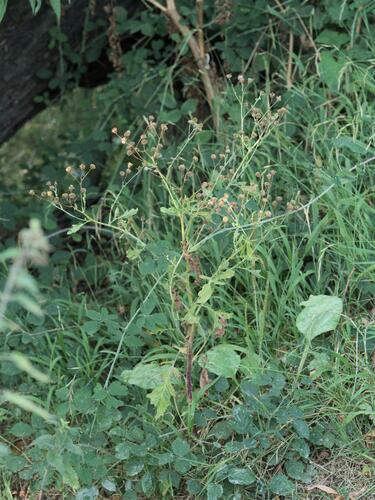 Jacobaea aquatica, photograph 1