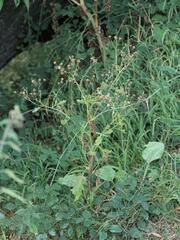 Jacobaea aquatica, photograph (c) Daniel Cahen, some rights reserved (CC BY)