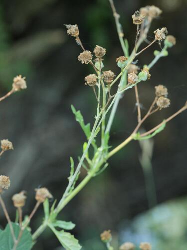 Jacobaea aquatica, photograph 4