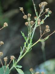 Jacobaea aquatica, photograph (c) Daniel Cahen, some rights reserved (CC BY)