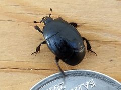 Margarinotus brunneus