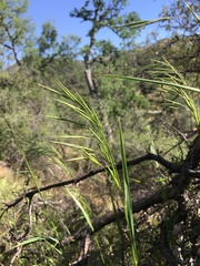 Bromus laevipes