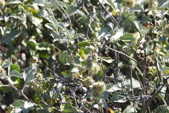 Ambrosia chenopodiifolia