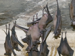 Rhinopoma microphyllum