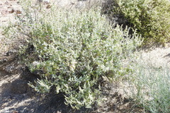 Ambrosia chenopodiifolia