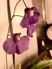 Utricularia longifolia