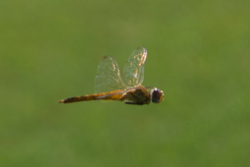Wandering Glider