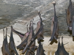 Rhinopoma microphyllum