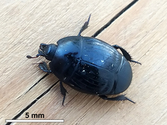 Margarinotus brunneus