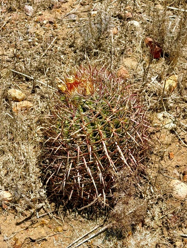 Ferocactus viridescens