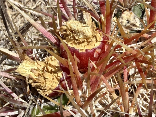 Ferocactus viridescens