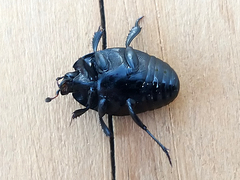 Margarinotus brunneus