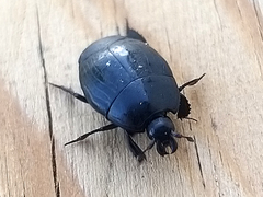 Margarinotus brunneus