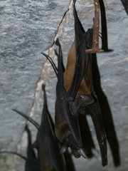 Rhinopoma microphyllum