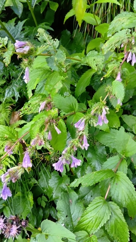 Nepeta subsessilis observed 2026-08-21