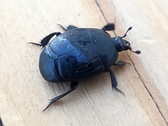 Margarinotus brunneus