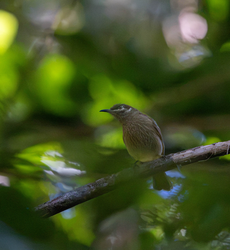 Eungella Honeyeater