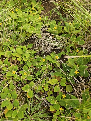 bower spinach