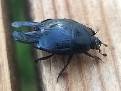 Margarinotus brunneus