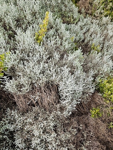 Cushion Bush