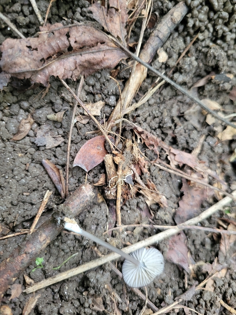 Entoloma foliomarginatum · August 2026 · photo: Photo: no rights reserved · iNaturalist