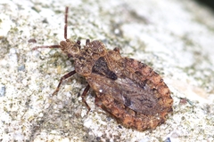 Aradus conspicuus