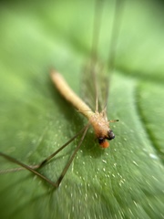 Limonia nigropunctata