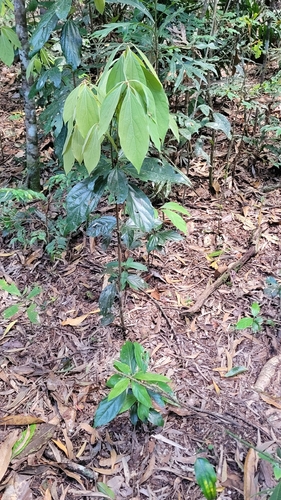 Neolitsea dealbata observed 2026-08-22