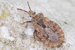 Aradus conspicuus